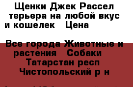 Щенки Джек Рассел терьера на любой вкус и кошелек › Цена ­ 13 000 - Все города Животные и растения » Собаки   . Татарстан респ.,Чистопольский р-н